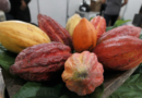 Bahia celebra dia do cacau com recordes de produção e exportação