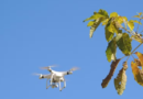 Ministério da Agricultura inicia teste com drones para fiscalizar plantações
