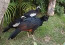 Parque Três Pescadores acolhe espécies ameaçadas de extinção da Mata Atlântica