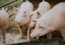 Indústria brasileira pretende aumentar as exportações de carne suína para o Chile