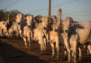Rastreabilidade na pecuária: da gestão eficiente à conquista de valor e acesso a novos mercados