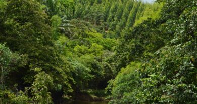 Empresa baiana investe em técnicas sustentáveis que contribuem para proteção das florestas nativas
