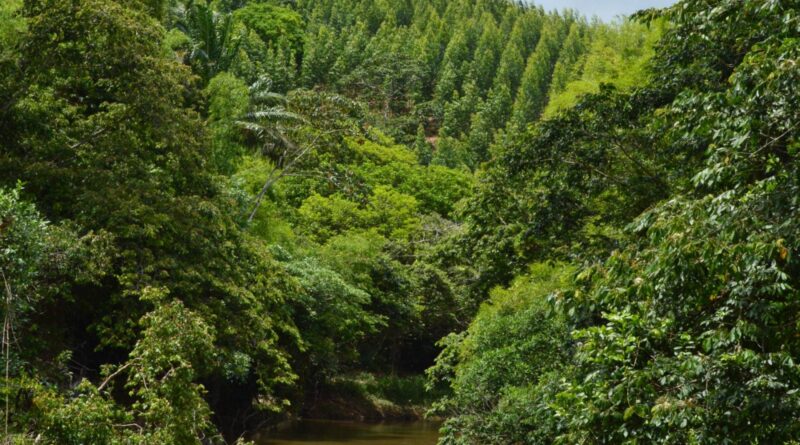 Empresa baiana investe em técnicas sustentáveis que contribuem para proteção das florestas nativas