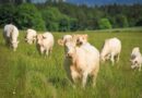 Hábitos de consumo dos chineses já influenciam a produção de carnes no Brasil