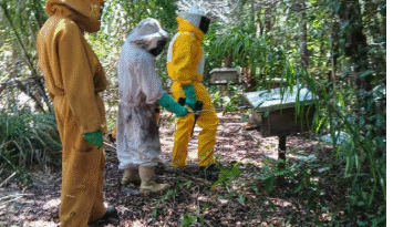 Apicultura no Litoral Norte e Agreste Baiano são fortalecidas com ações educativas; entenda