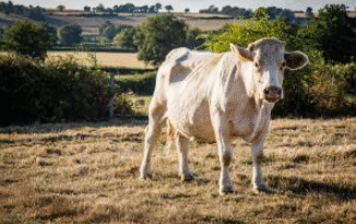 Hábitos de consumo da China podem ditar nova onda de expansão das exportações brasileiras de carne