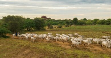Verão e calor extremo: Confira os novos riscos sanitários para a produção animal