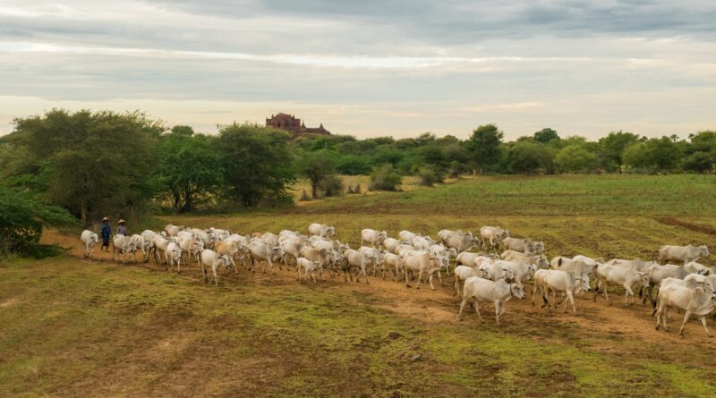 Verão e calor extremo: Confira os novos riscos sanitários para a produção animal