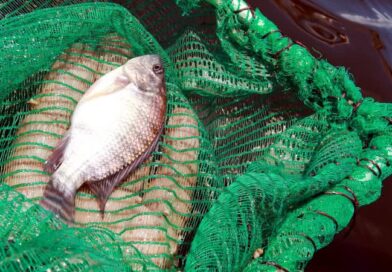 Sem as exportações para os EUA, segmento de pesca nacional contabiliza prejuízo de US$ 250 milhões