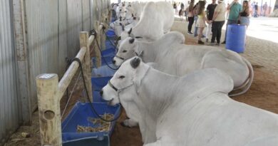 Agronegócio baiano responde por 24,9% do PIB no terceiro trimestre de 2025