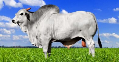 Gado no verão: Veja como manter o ganho de peso e equilibrar custos de produção na estação mais quente do ano