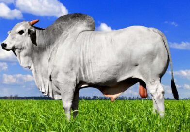 Gado no verão: Veja como manter o ganho de peso e equilibrar custos de produção na estação mais quente do ano