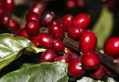 Suspensão de tarifas traz alívio ao café, mas estoques baixos mantêm suporte aos preços