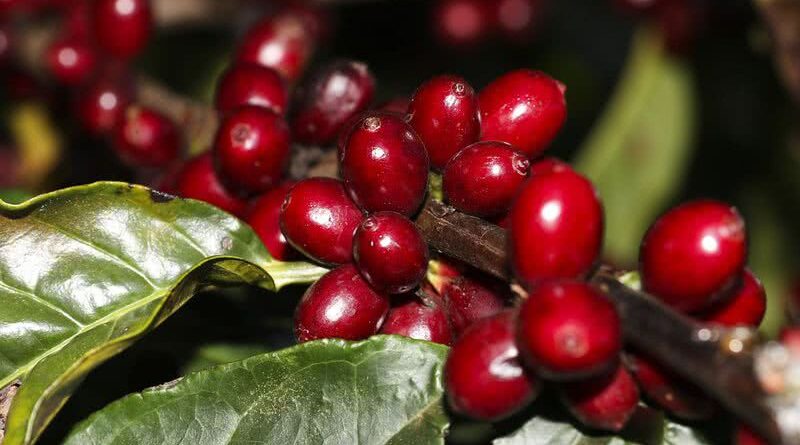 Suspensão de tarifas traz alívio ao café, mas estoques baixos mantêm suporte aos preços