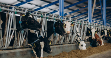 Boi gordo: Confinamento é a chave para vencer o “Jogo da Reposição” em 2026