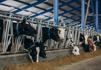 Boi gordo: Confinamento é a chave para vencer o “Jogo da Reposição” em 2026