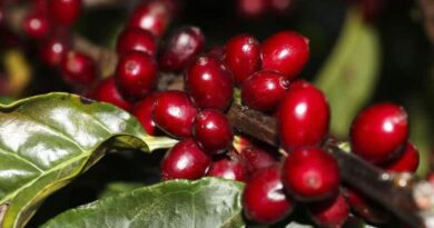Valor do café desperta atenção para roubo de carga; estratégias de transporte reduzem riscos