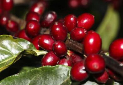 Valor do café desperta atenção para roubo de carga; estratégias de transporte reduzem riscos