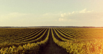 Agro brasileiro lidera modelo global que alia produção e preservação ambiental