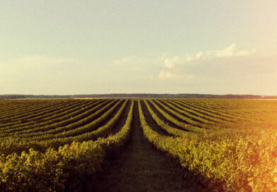 Agro brasileiro lidera modelo global que alia produção e preservação ambiental