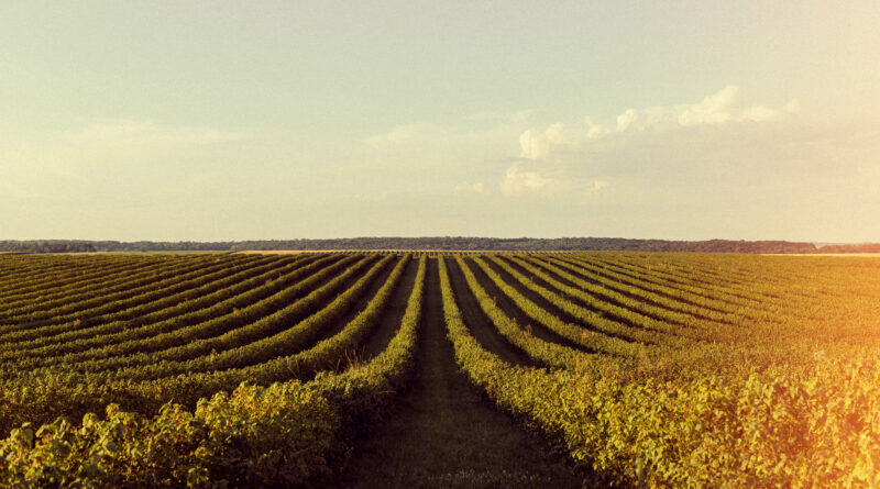 Agro brasileiro lidera modelo global que alia produção e preservação ambiental