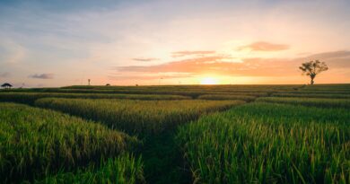 Economia e produtividade no campo: benefícios do uso de insumos biológicos em plantações de milho e café