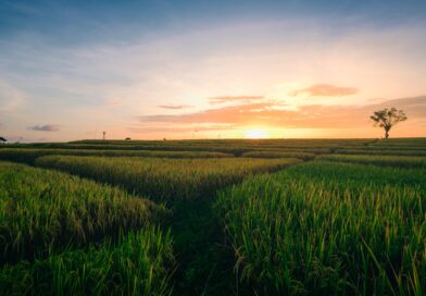 Economia e produtividade no campo: benefícios do uso de insumos biológicos em plantações de milho e café