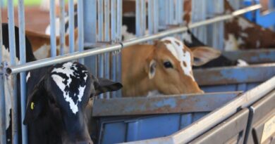 Primeiro Teste de Desempenho e Eficiência Alimentar Nelore Pelagens destaca alta eficiência dos animais e atrai interesse das centrais de genética