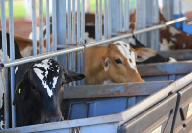 Primeiro Teste de Desempenho e Eficiência Alimentar Nelore Pelagens destaca alta eficiência dos animais e atrai interesse das centrais de genética