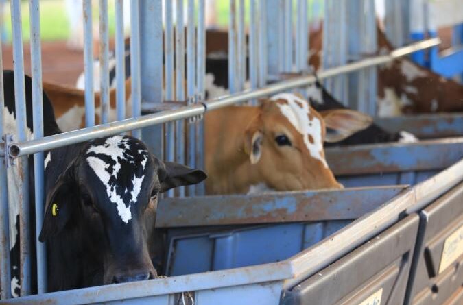 Primeiro Teste de Desempenho e Eficiência Alimentar Nelore Pelagens destaca alta eficiência dos animais e atrai interesse das centrais de genética