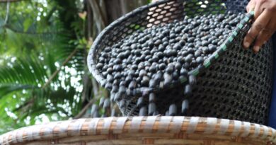 Programa de fomento fortalece a cadeia do açaí em cidade brasileira; saiba onde