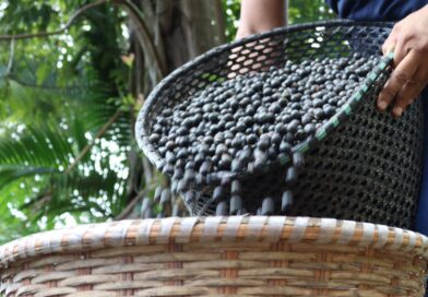Programa de fomento fortalece a cadeia do açaí em cidade brasileira; saiba onde