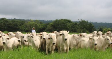 Plataforma colaborativa transforma dados em decisões e conecta pecuaristas e consultores no campo