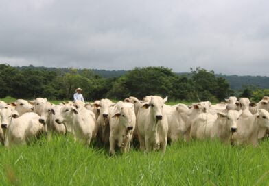Plataforma colaborativa transforma dados em decisões e conecta pecuaristas e consultores no campo