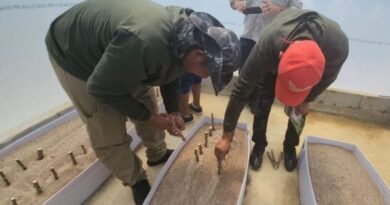 Embrapa e indígenas unem esforços contra vassoura-de-bruxa da mandioca no Amapá