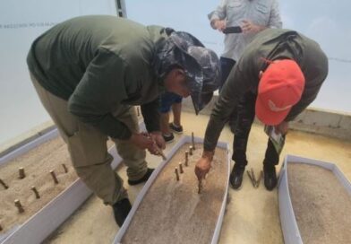 Embrapa e indígenas unem esforços contra vassoura-de-bruxa da mandioca no Amapá