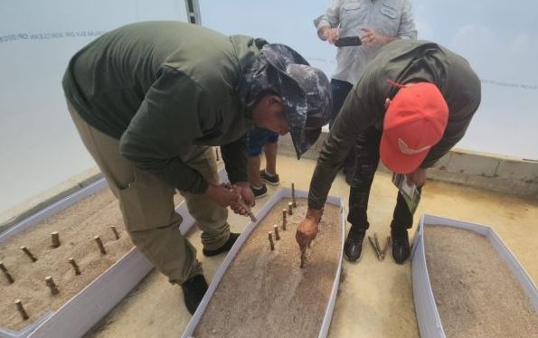 Embrapa e indígenas unem esforços contra vassoura-de-bruxa da mandioca no Amapá