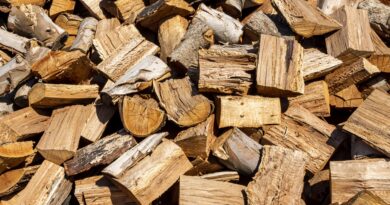 Economia verde: saiba qual estado brasileiro acaba de regulamentar uso de biomassa de madeira nativa