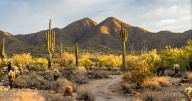 Sertão Vivo: BNDES é destaque da ONU com iniciativa que beneficia 250 mil famílias no semiárido