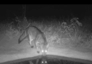 Lobo-guará e onça pintada são flagrados em bebedouros instalados no Cerrado