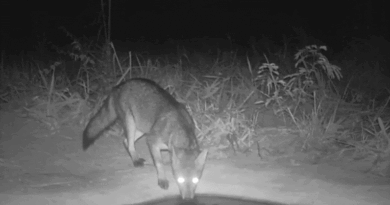Lobo-guará e onça pintada são flagrados em bebedouros instalados no Cerrado