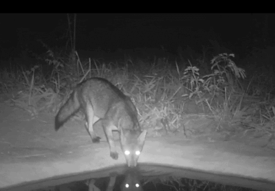 Lobo-guará e onça pintada são flagrados em bebedouros instalados no Cerrado