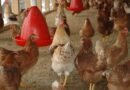 Você sabe o que o frango come? A resposta ajuda a entender os alimentos que chegam à sua mesa 
