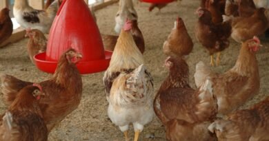 Você sabe o que o frango come? A resposta ajuda a entender os alimentos que chegam à sua mesa 