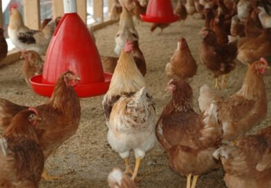 Você sabe o que o frango come? A resposta ajuda a entender os alimentos que chegam à sua mesa 