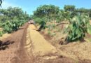 Protocolo de Transição Agroecológica completa 10 anos incentivando práticas sustentáveis no campo paulista