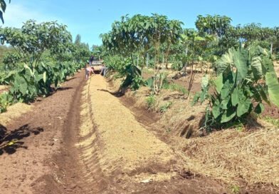 Protocolo de Transição Agroecológica completa 10 anos incentivando práticas sustentáveis no campo paulista