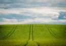 Manejo nutricional para enfrentar estresses do El Niño ganha destaque 