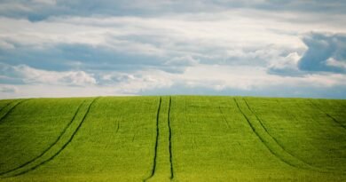 Manejo nutricional para enfrentar estresses do El Niño ganha destaque 