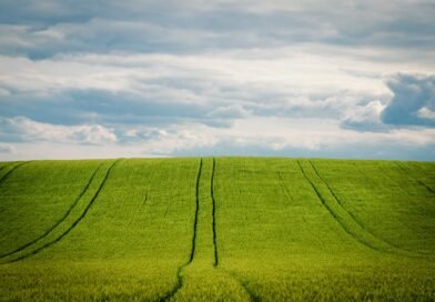Manejo nutricional para enfrentar estresses do El Niño ganha destaque 